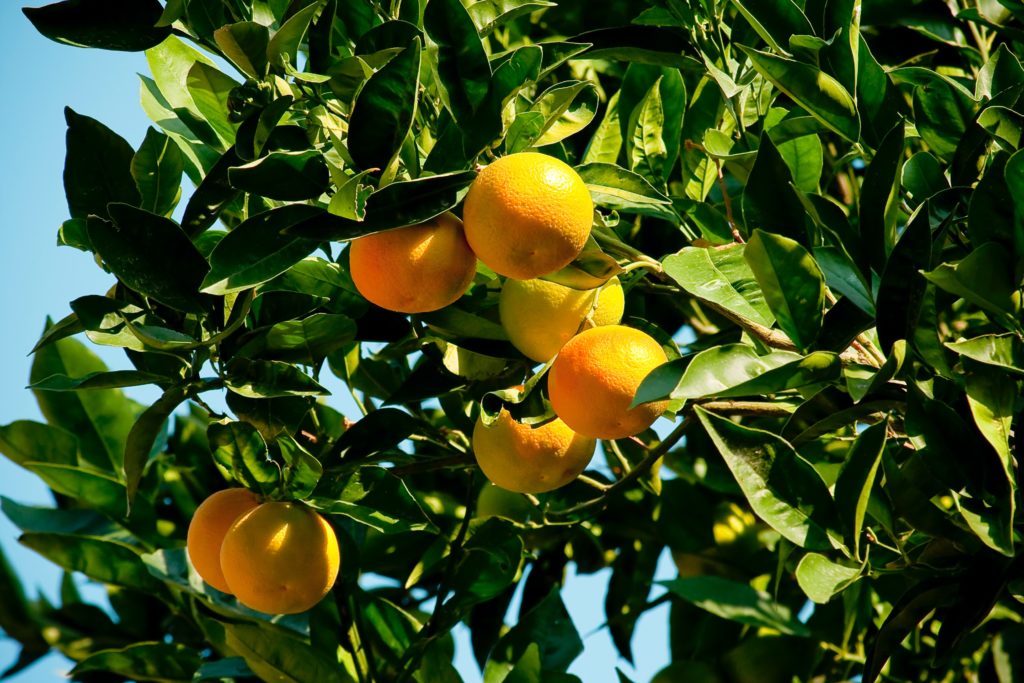 मोसंबी लागवड करून कसे मिळवावे जास्तीचे उत्पन्न  (Sweet Lemon Farming)