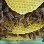 मधमाशी पालन विषयी माहिती